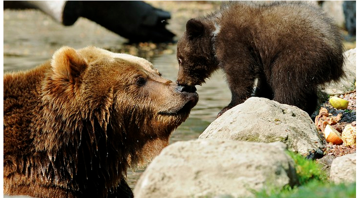 Baby bear and mama bear reunited
